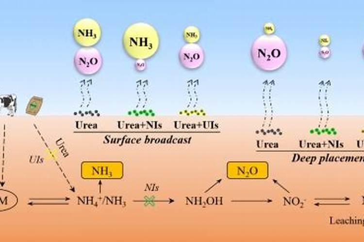 如何科学施用氮肥