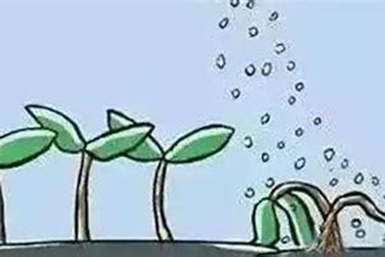 田里刚打除草剂种红薯可以吗