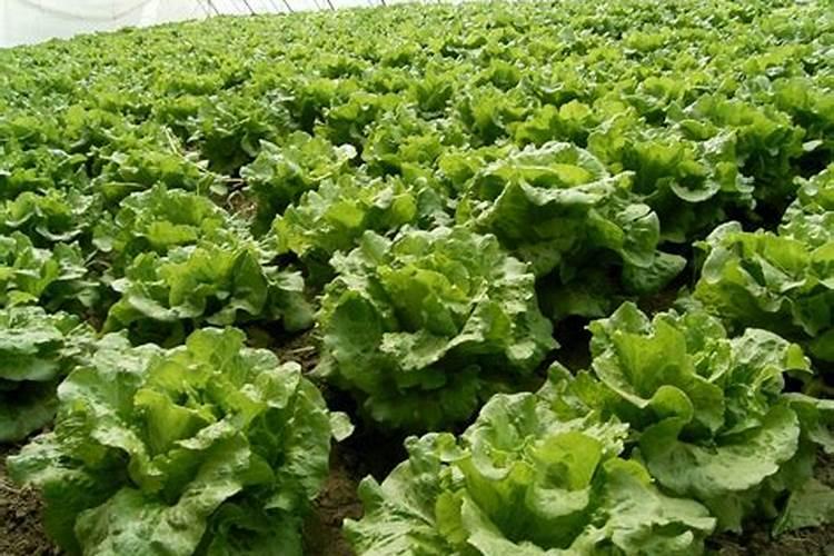 棉花后期需要什么肥料,侧枝过旺怎么办