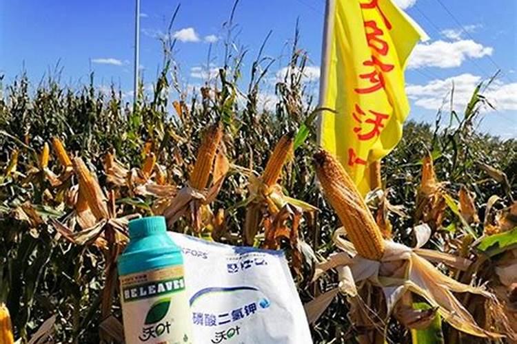 种过花生的地,能不能种红薯？