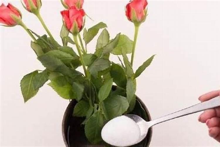 菠菜控制旺长打什么药