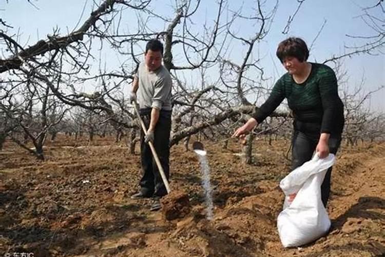 果实膨大秘诀,地下块茎根茎膨大配方,膨大增产50%以上!
