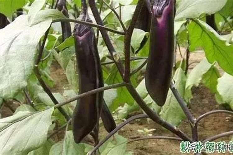 大棚种植茄子需要什么肥料