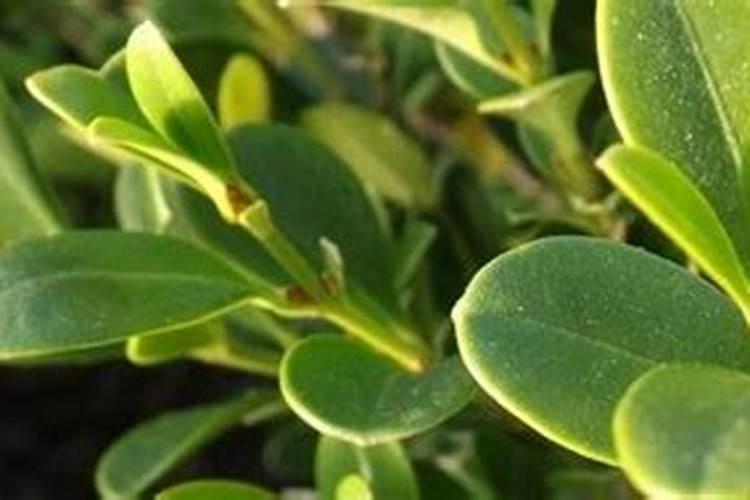 哪里有卖氨基酸肥料的公司