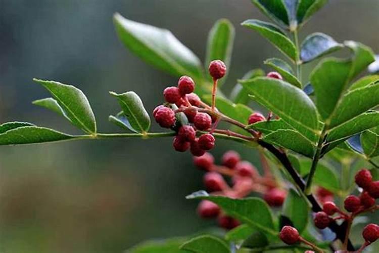 花椒树需要什么肥料？