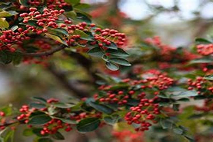 花椒树需要什么肥料？