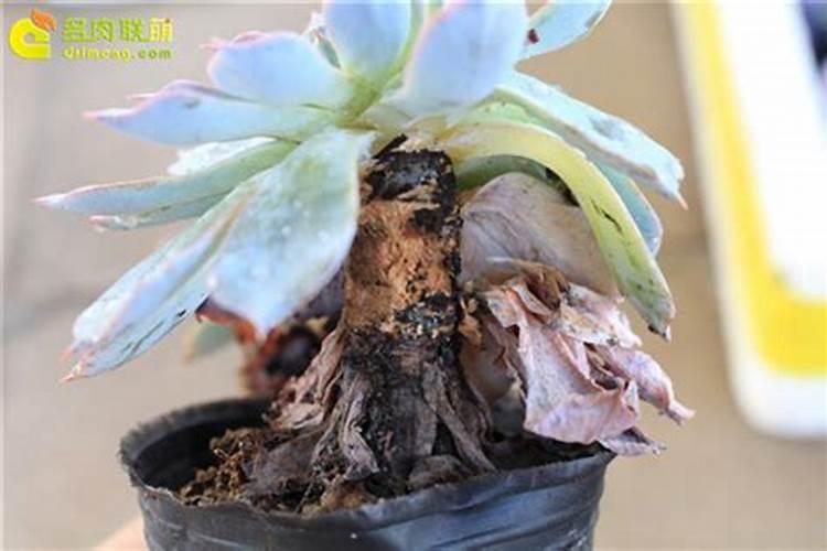 多肉植物的叶子干枯了怎么办