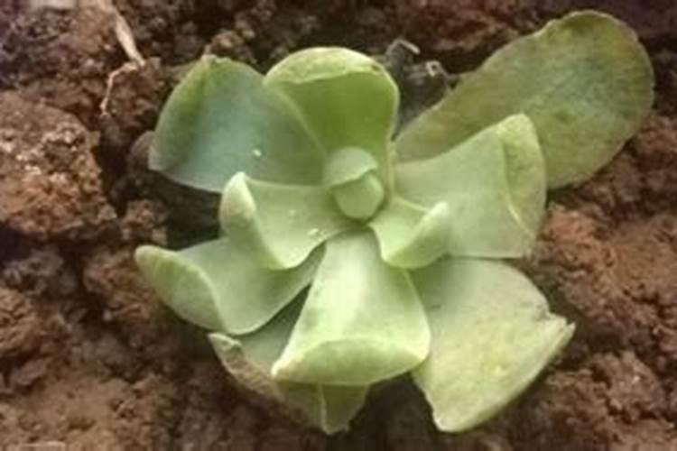 生长季节给多肉撸枯叶的4大好处有哪些,了解一下？