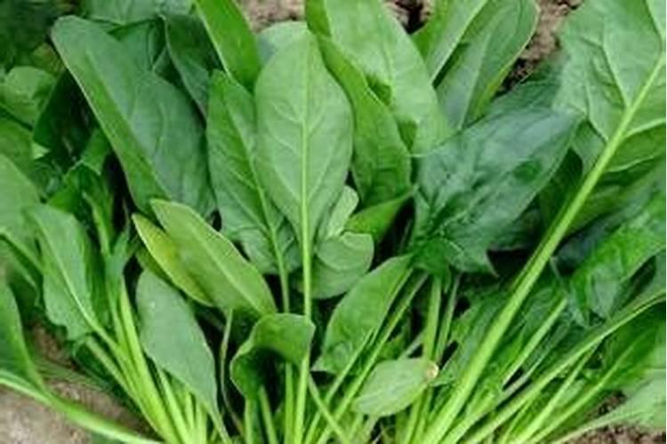 冲施肥哪个牌子好