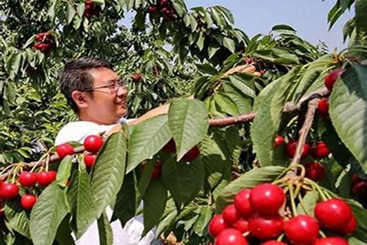 樱桃树施肥用什么肥料