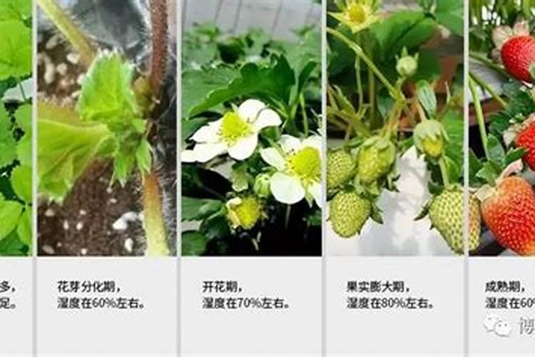 玉米追施尿素正确方法是什么呢