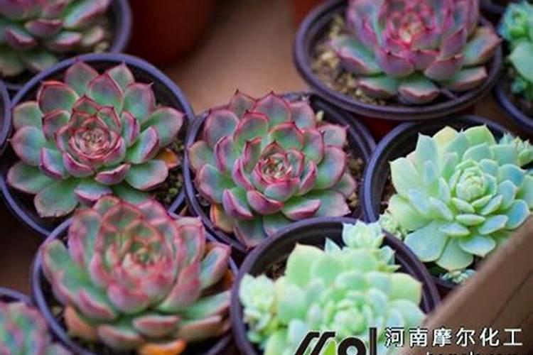 腐植酸肥料的使用方法有人知道吗？