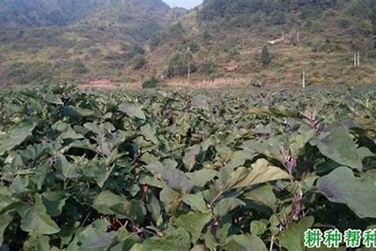 桃子裂果的原因及预防措施
