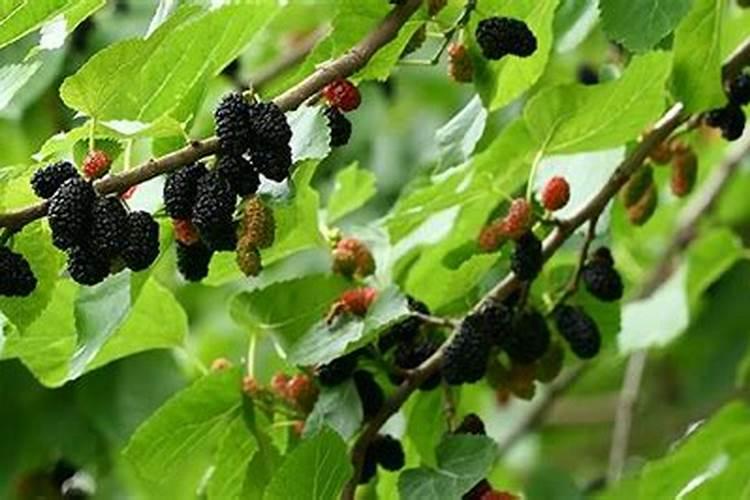 分享经验!果树用什么肥料好？