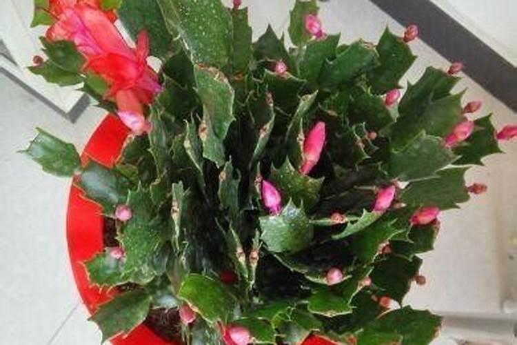 葡萄树施什么肥最好