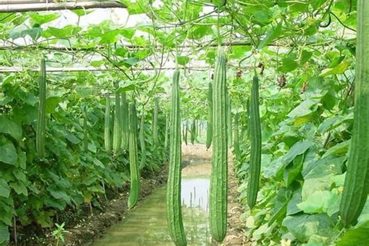 丝瓜用什么肥料产量高,挂果后施什么肥料