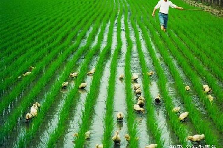 农村种植水稻,水田常年有水,对水稻的生长有没有影响？