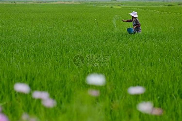 水稻田施肥后几天能排水？