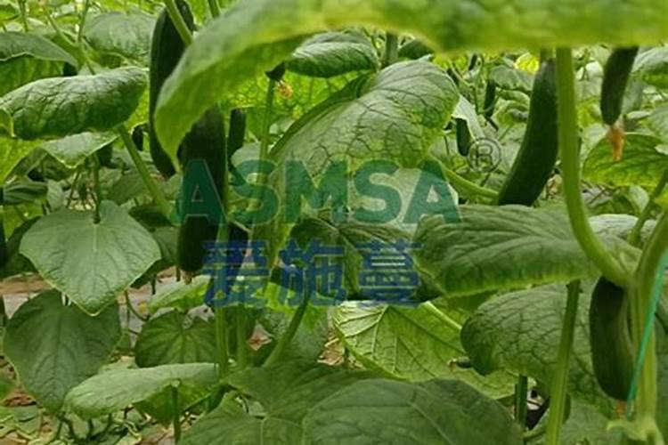 老家种植的西红柿处于结果期,这时候要不要喷施硼陪呢？