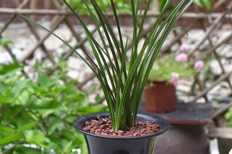 红葱头夏天怎么种 种红葱头方法