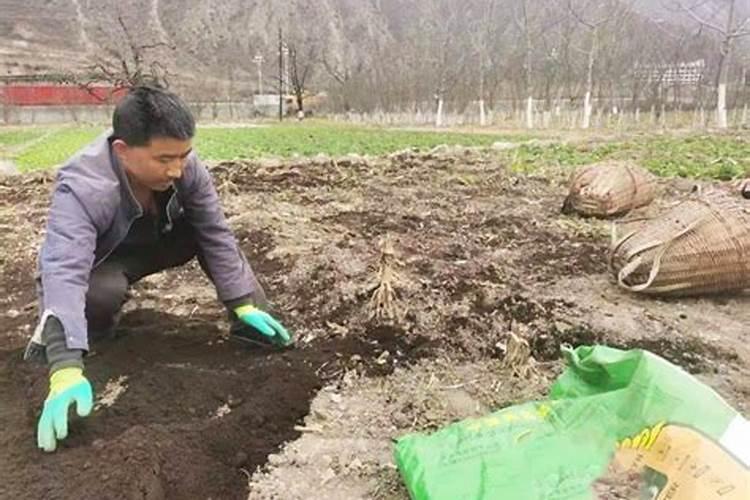 辣椒施肥必看:6个施肥妙招,提高产量