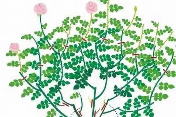 黄豆叶面肥什么时候打好 使用哪些肥料好