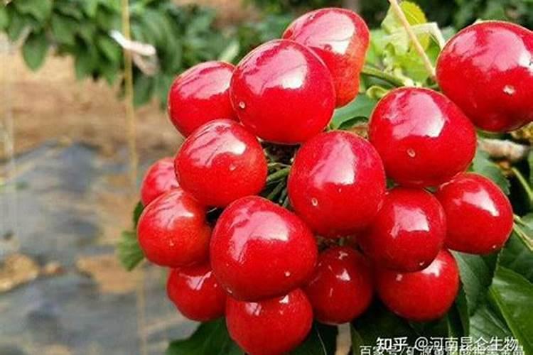镁肥有哪些品种？如何施用？