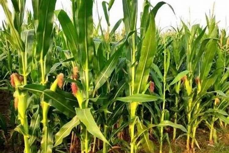 最先进的环保肥料