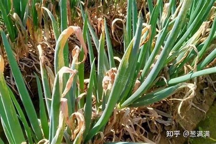 西红柿不开花,没有花蕊是缺什么？