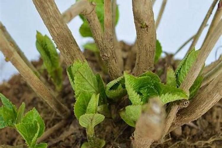 绣球花用什么肥料