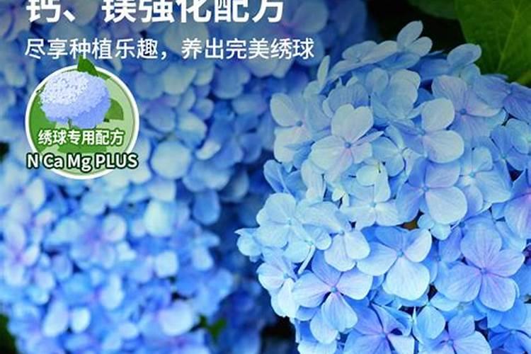 绣球用什么肥料最好