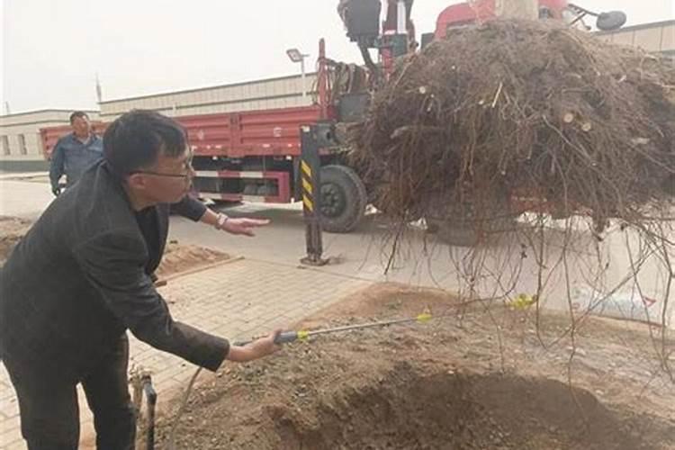 育苗土最简单三种配方