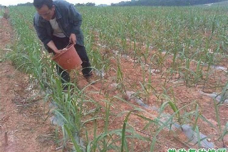 为什么甘蔗会带咸味