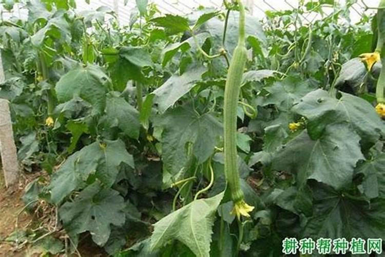 丝瓜里面黑心是怎么回事