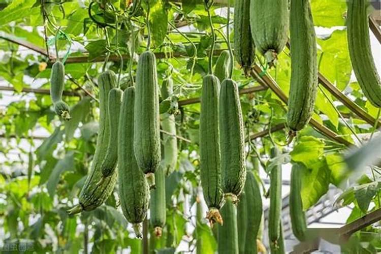 丝瓜用什么肥料最好