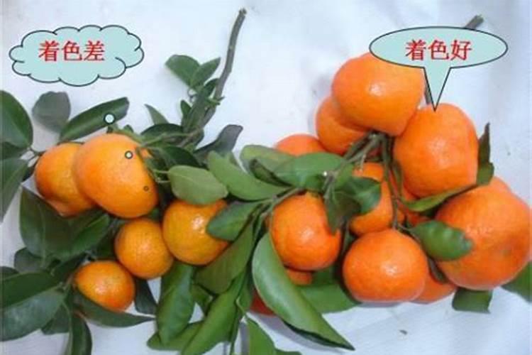 土养的绿萝放什么肥料