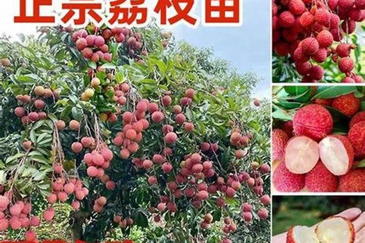 来聊一下钾肥的种类