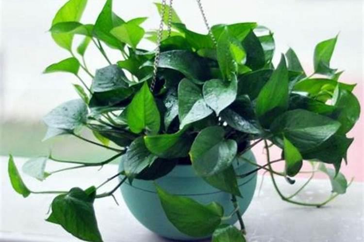 千年木怎么繁殖