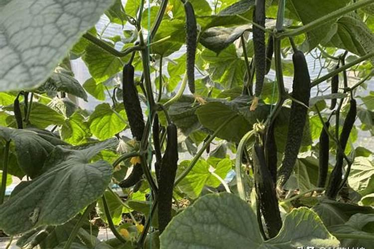 种瓜用什么肥料好