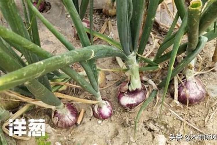 水溶肥可以撒施吗