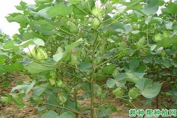 苹果树打什么农药呢？