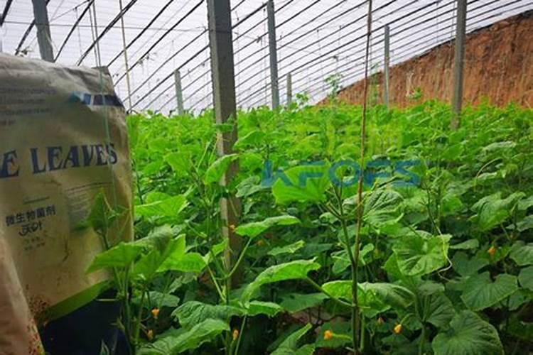 葡萄快成熟时,要多浇肥还是少浇肥？