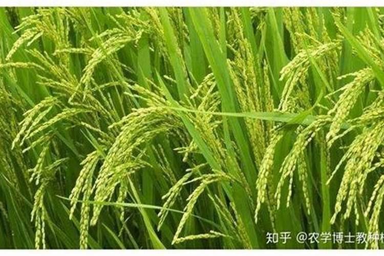 水稻钾肥的正确使用方法
