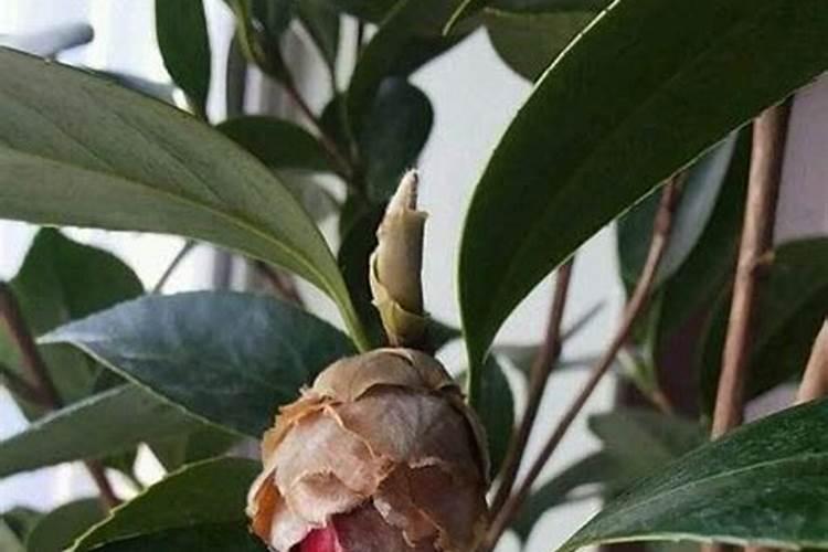 植物必需矿质元素有13种,还是14种？