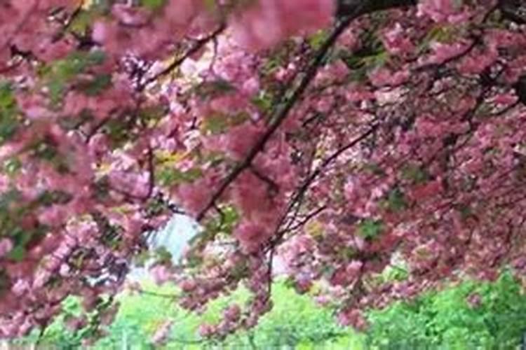 五味子种植技术及亩收益