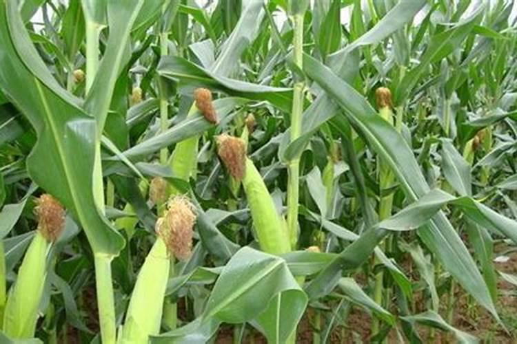 维生素d2胶性钙,猪每公斤的用量