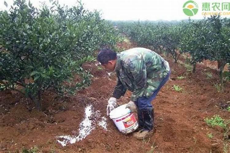 大雨过后适合给植物追肥么？