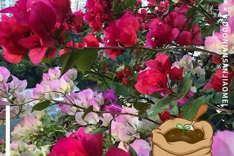 赤芍的养殖方法和注意事项 了解下吧