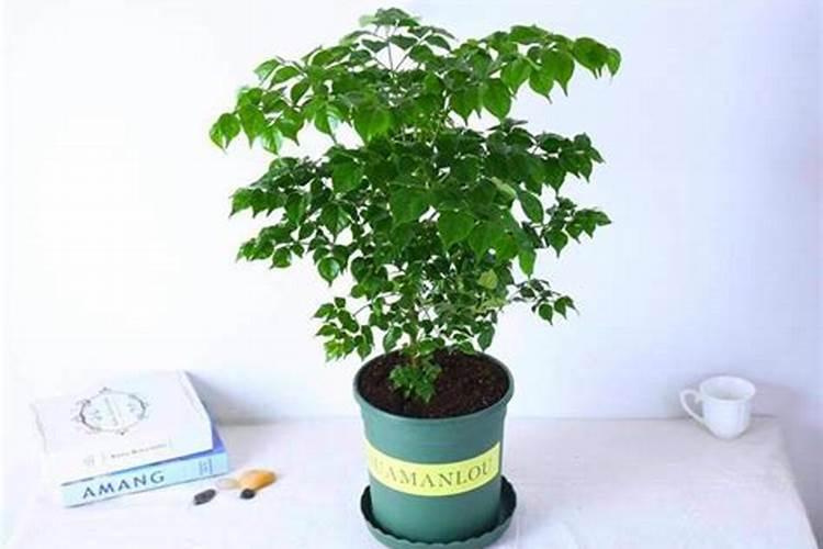 绿萝可以用复合肥吗