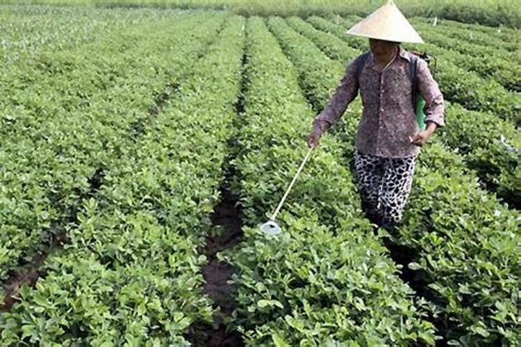 罗布泊钾肥中的罗布泊牌硫酸钾使用时有什么需要特别注意的？